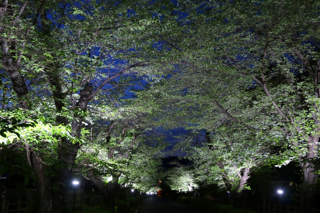 長瀞桜若葉のライトアップの画像
