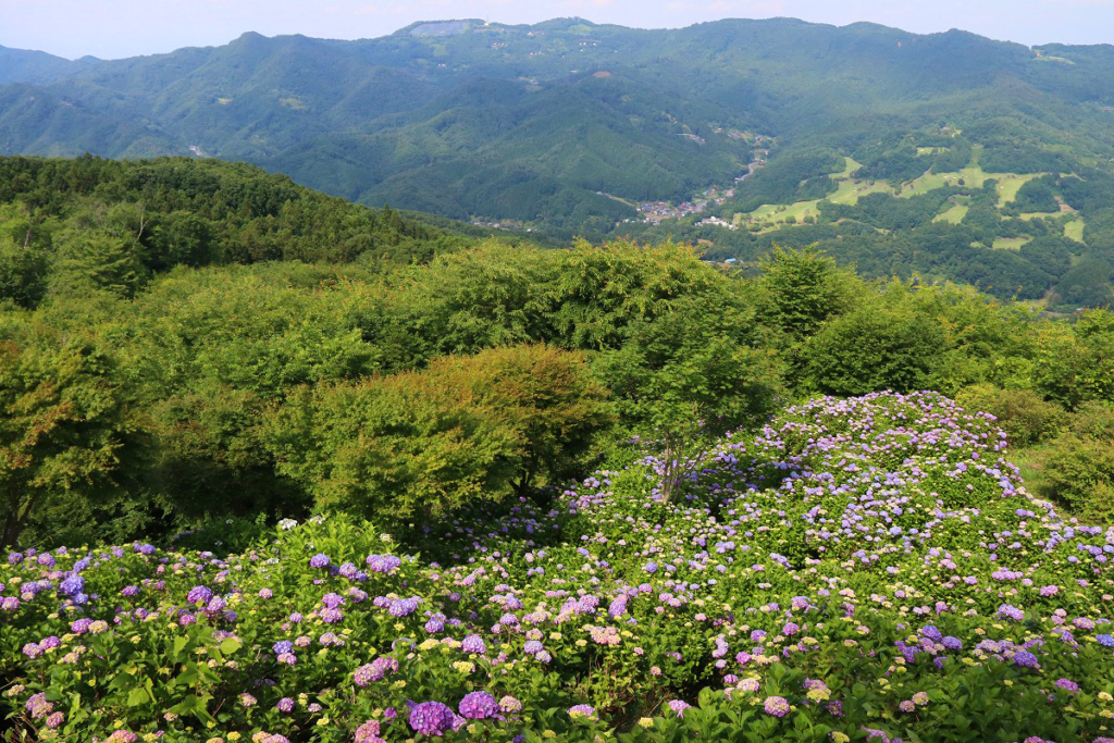 美の山アジサイの画像