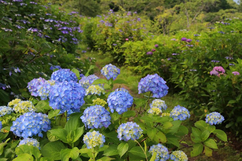 美の山アジサイの画像