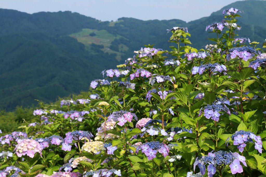 美の山アジサイの画像