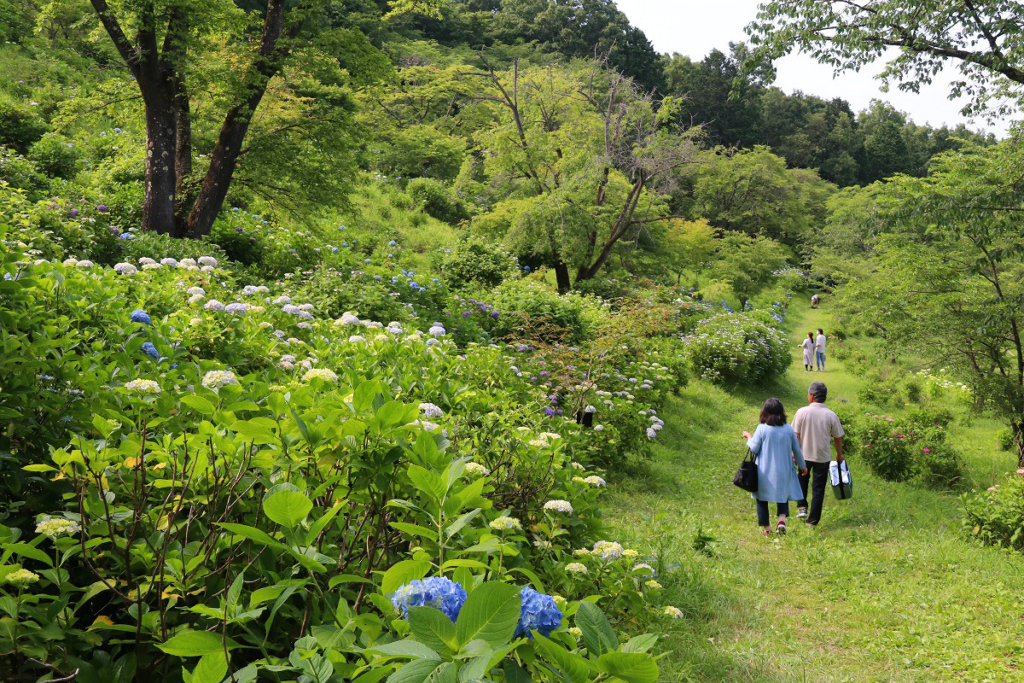 美の山アジサイの画像