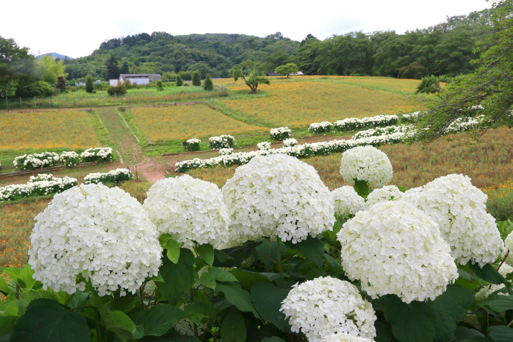 長瀞花の里アナベルの画像