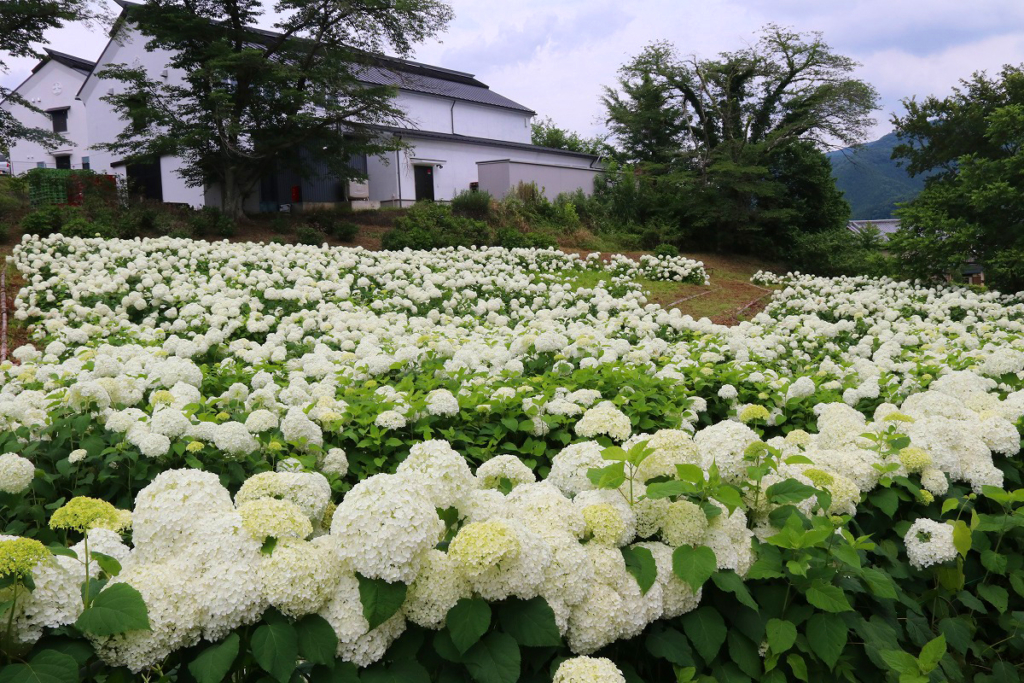 長瀞花の里アナベルの画像