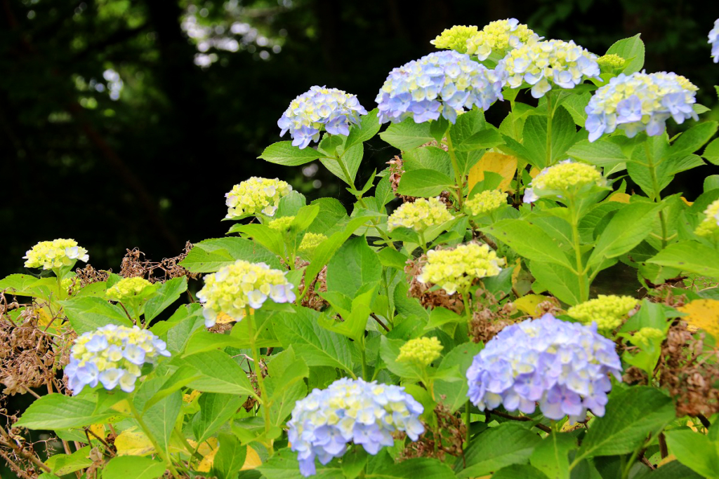 長瀞花の里アジサイの画像