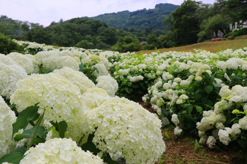 長瀞花の里アナベルの画像