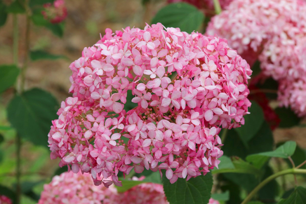 長瀞花の里アナベルの画像