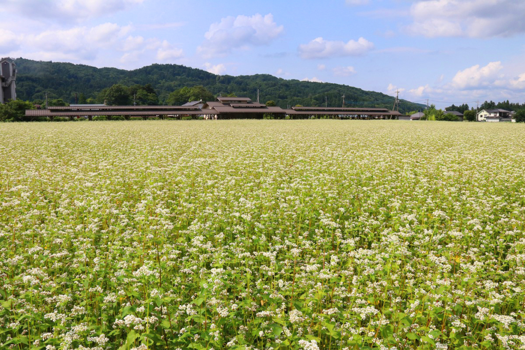 荒川そばの花の画像