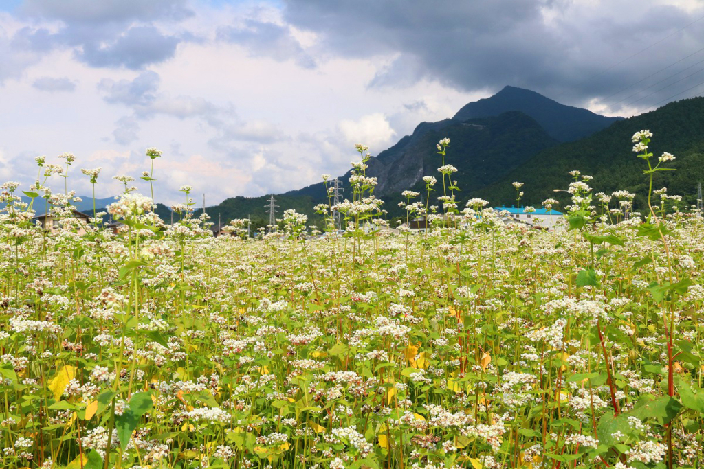 荒川そばの花の画像