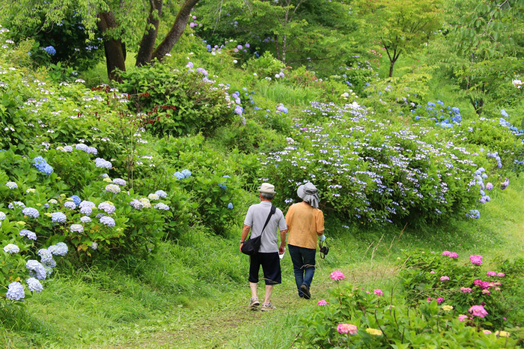 美の山アジサイの画像