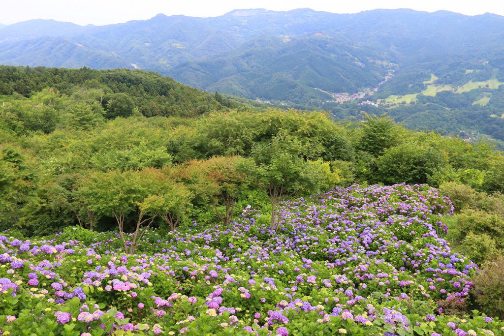 美の山アジサイの画像