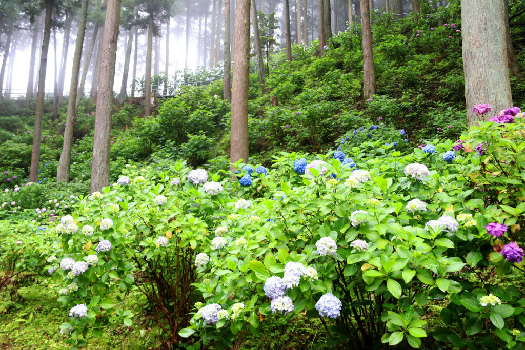 金沢浦山アジサイの画像