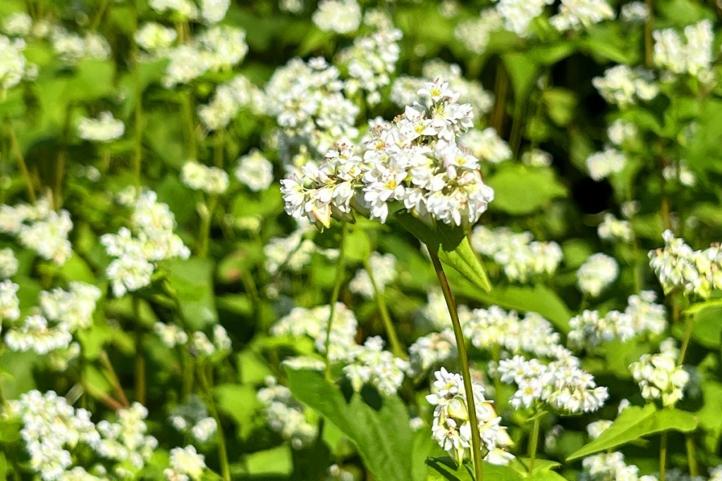 荒川そばの花