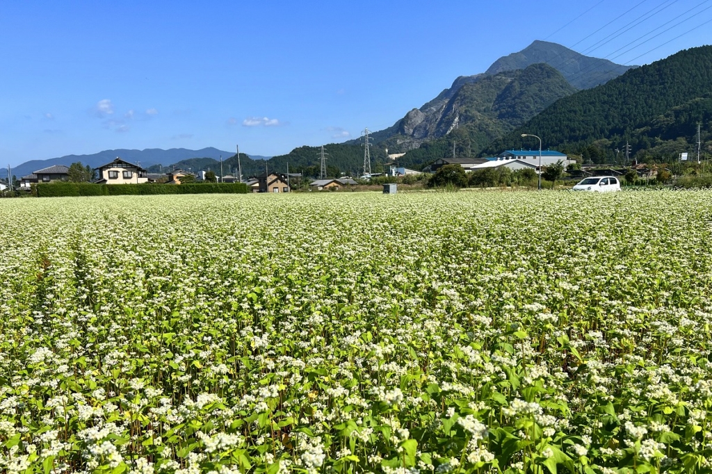 荒川そばの花の画像