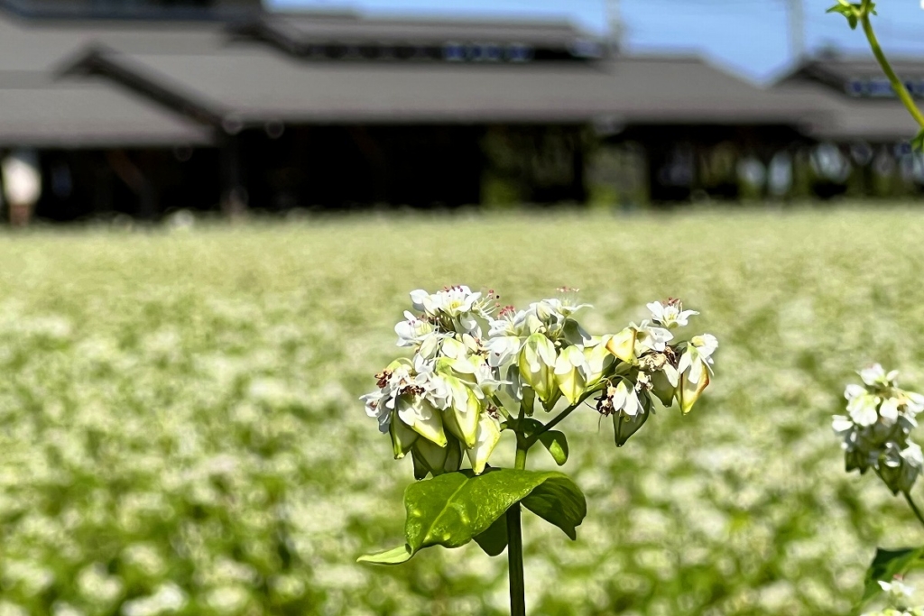 荒川そばの花の画像