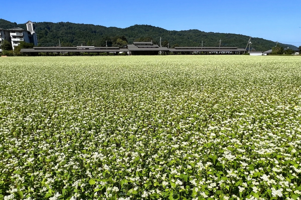 荒川そばの花の画像