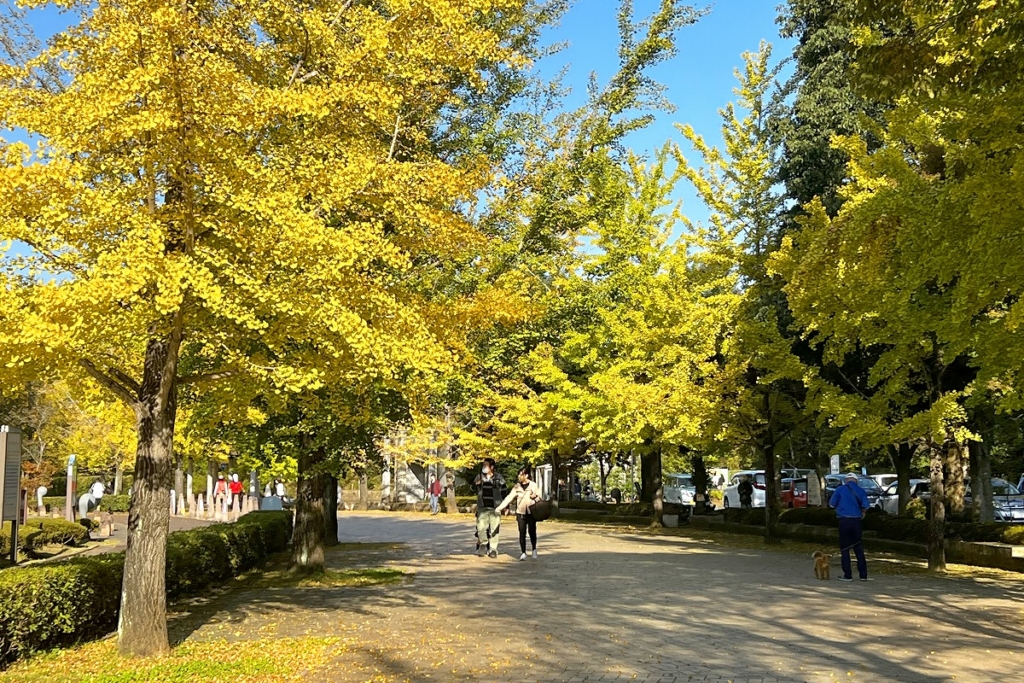 秩父ミューズパーク銀杏並木の画像