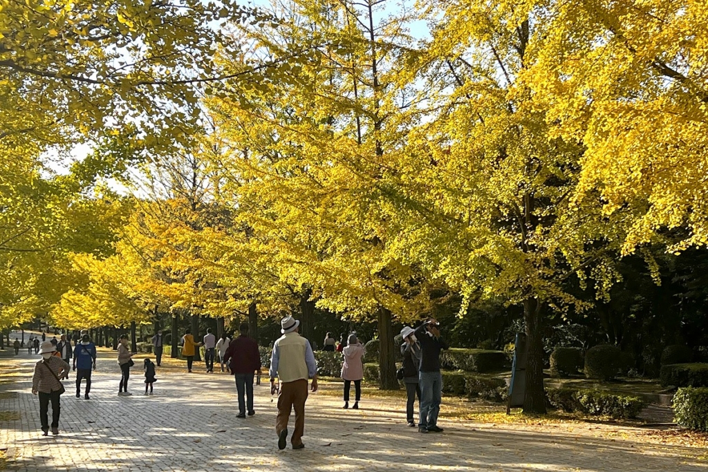 秩父ミューズパーク銀杏並木の画像