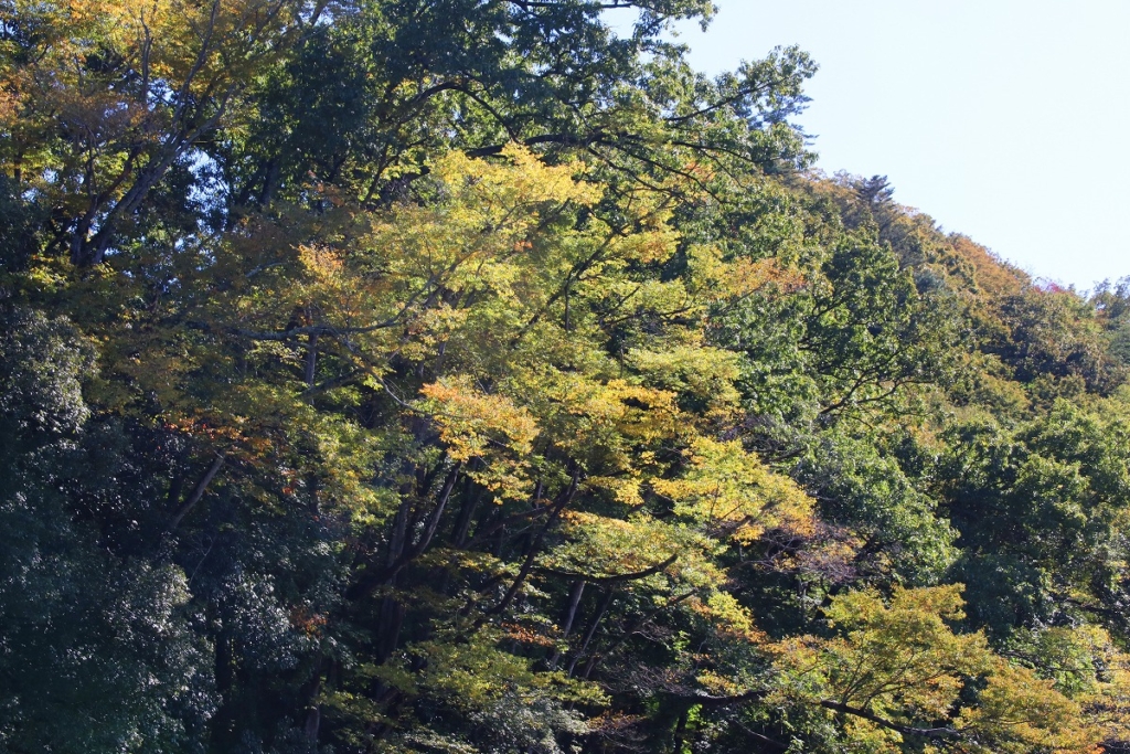 岩畳周辺紅葉の画像