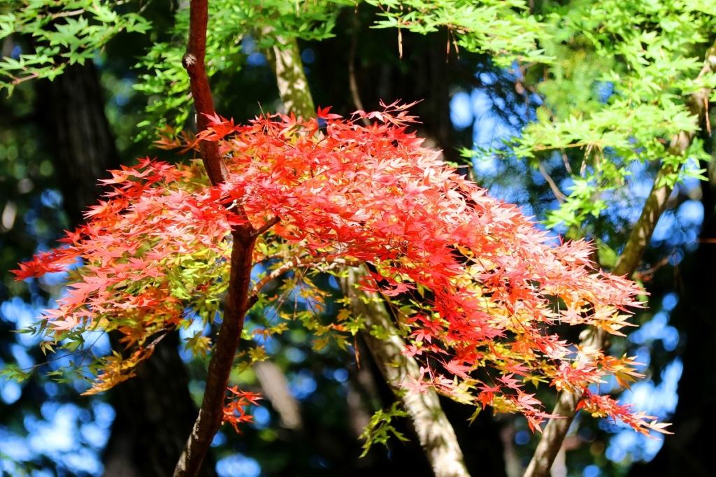 月の石もみじ公園の画像