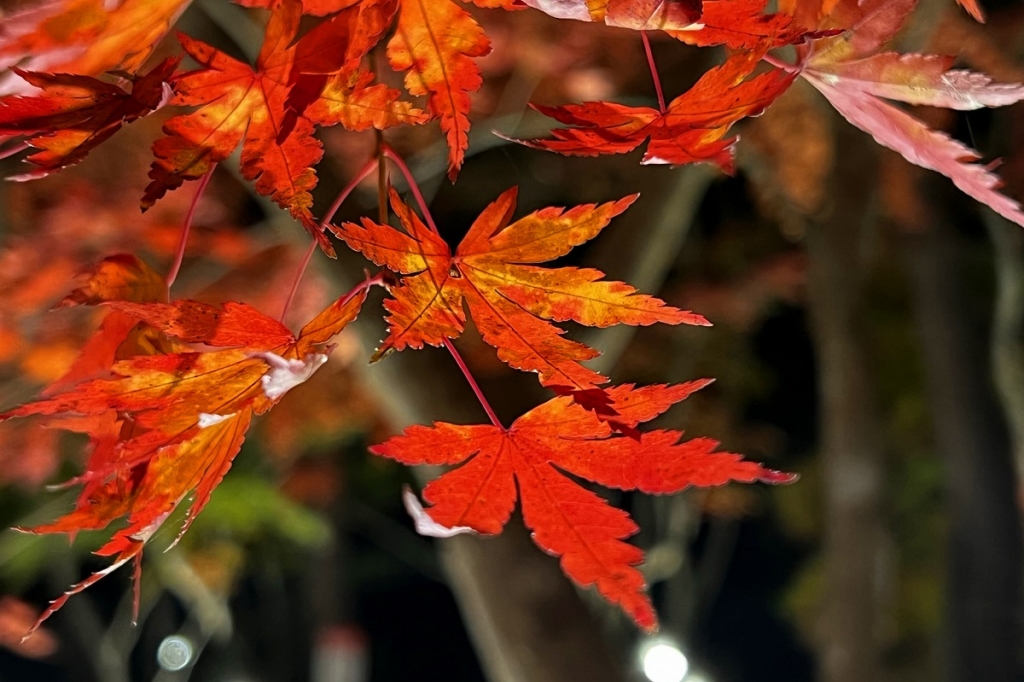 長瀞月の石もみじ公園紅葉ライトアップの画像