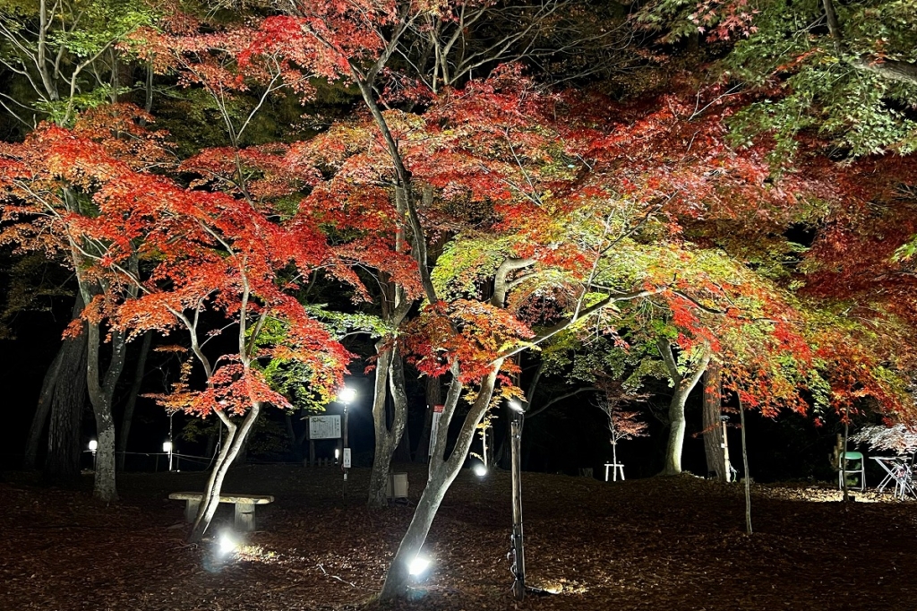 長瀞月の石もみじ公園紅葉ライトアップの画像