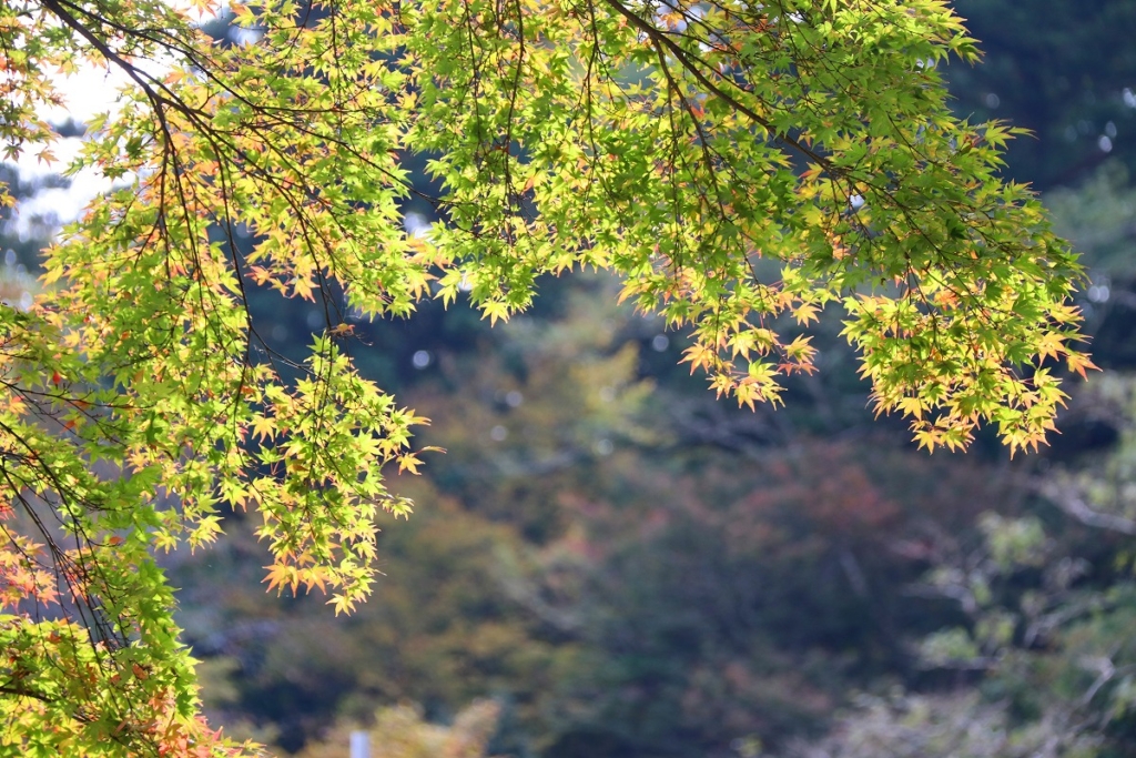 寶登山神社周辺の紅葉画像