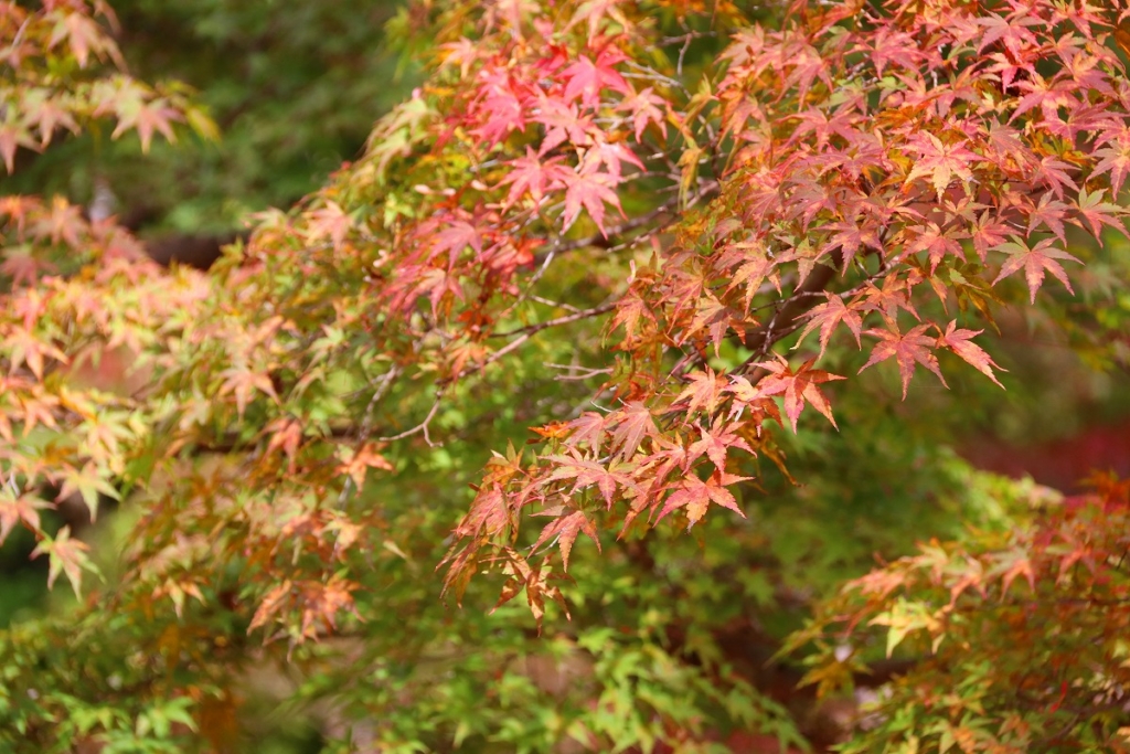 月の石もみじ公園の画像