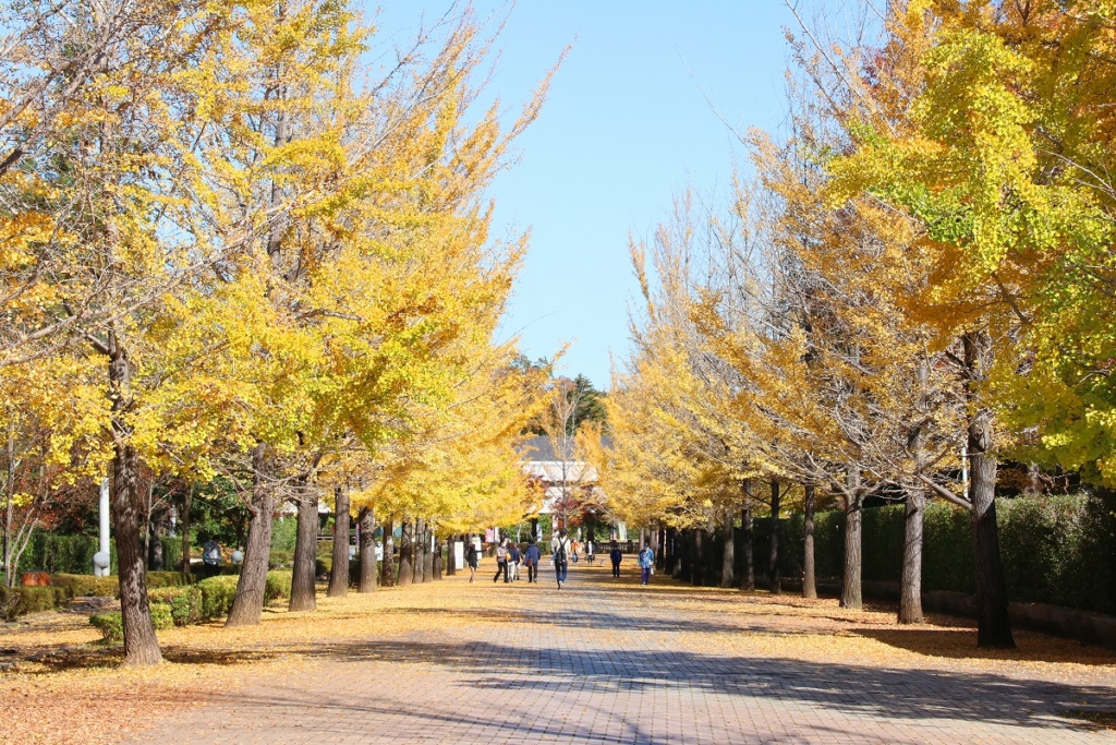 秩父ミューズパーク銀杏並木の画像