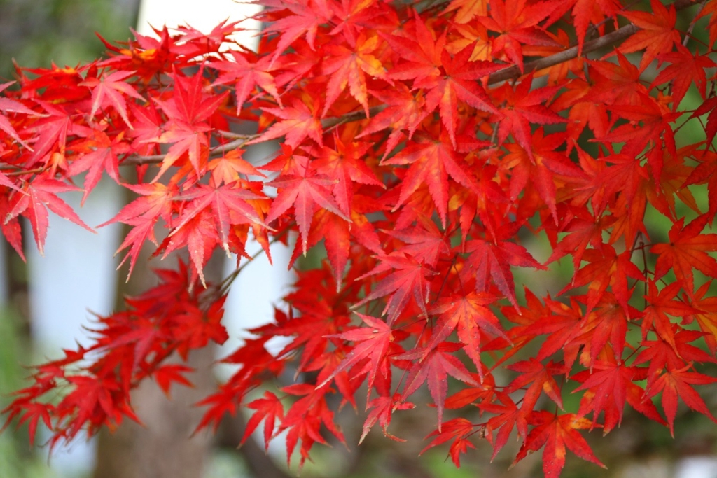 寶登山神社周辺の紅葉画像