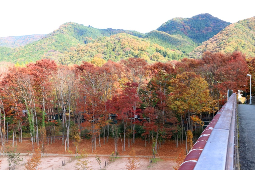 金石水管橋周辺の紅葉