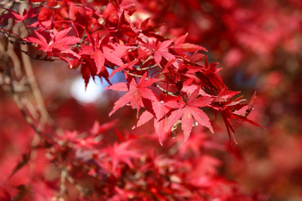 月の石もみじ公園の画像