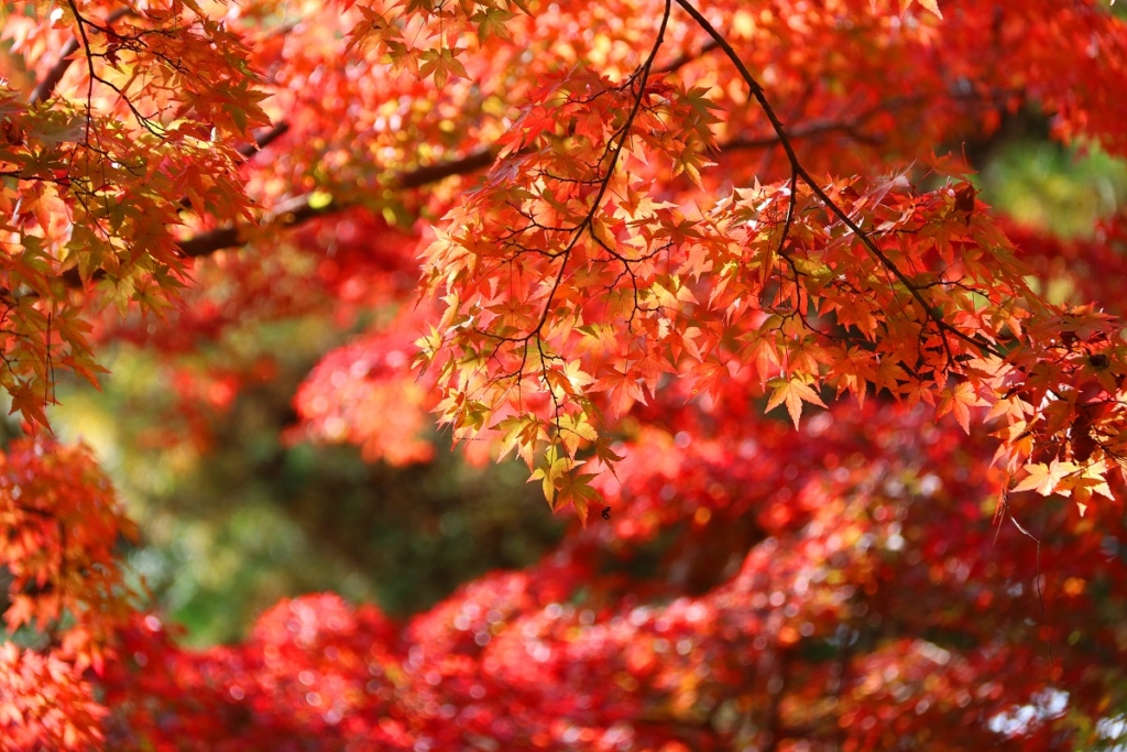 月の石もみじ公園の画像