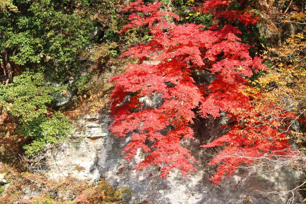岩畳周辺紅葉の画像