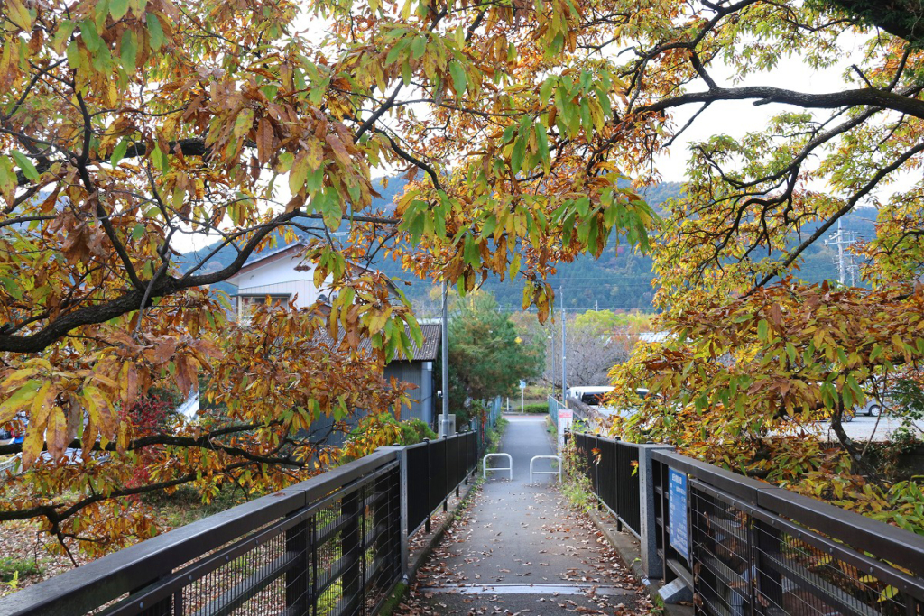 金石水管橋周辺の紅葉