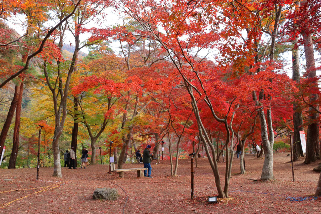 月の石もみじ公園紅葉の画像