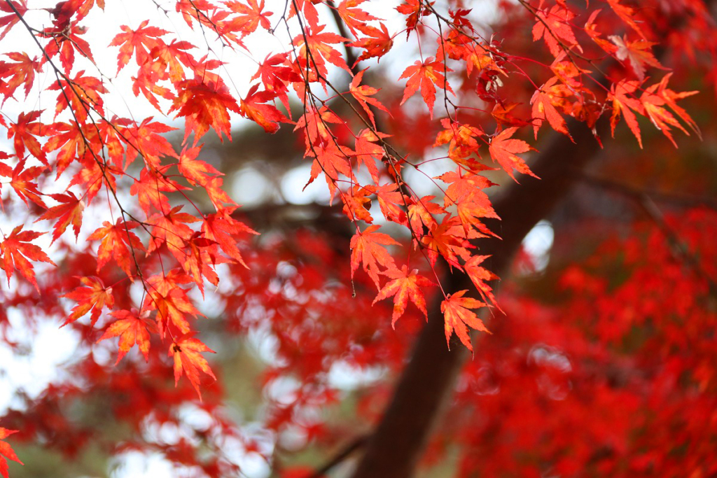 月の石もみじ公園紅葉の画像