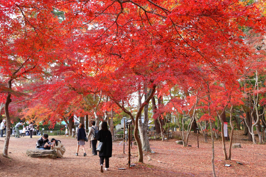 月の石もみじ公園紅葉の画像