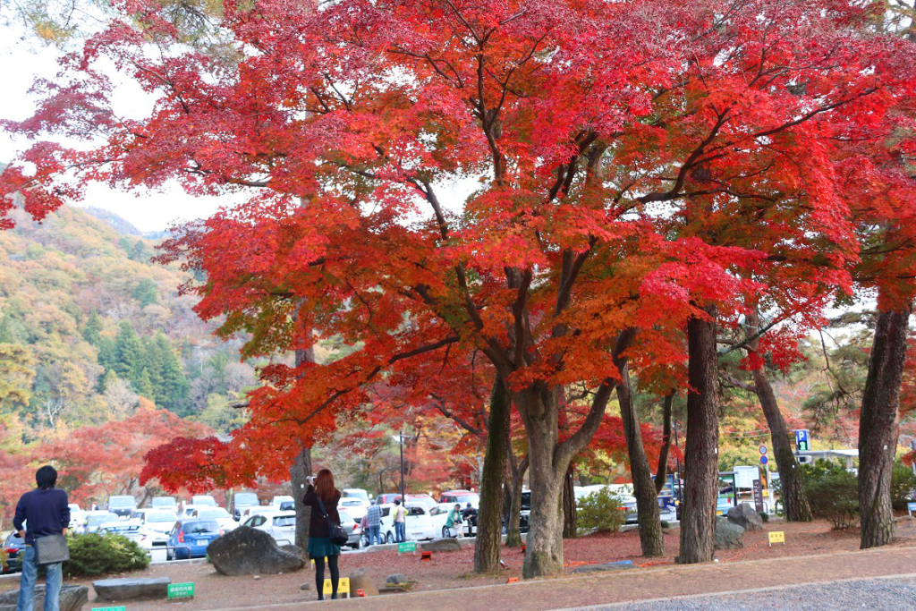 自然の博物館周辺紅葉の画像