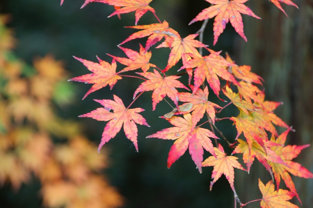 寶登山神社周辺の紅葉画像