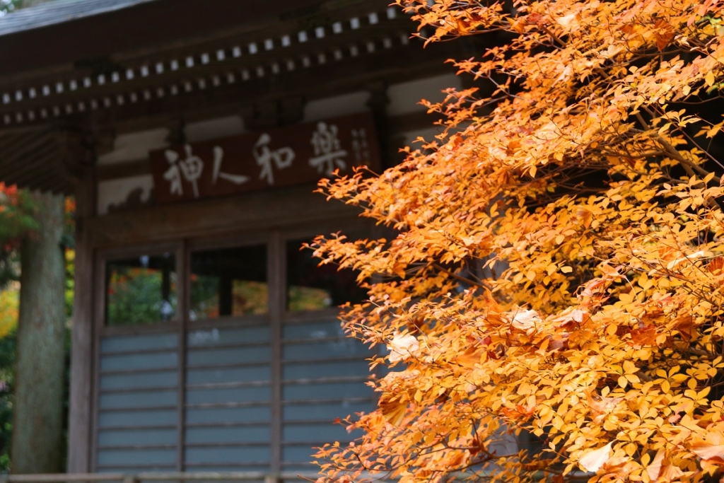 寶登山神社周辺の紅葉画像