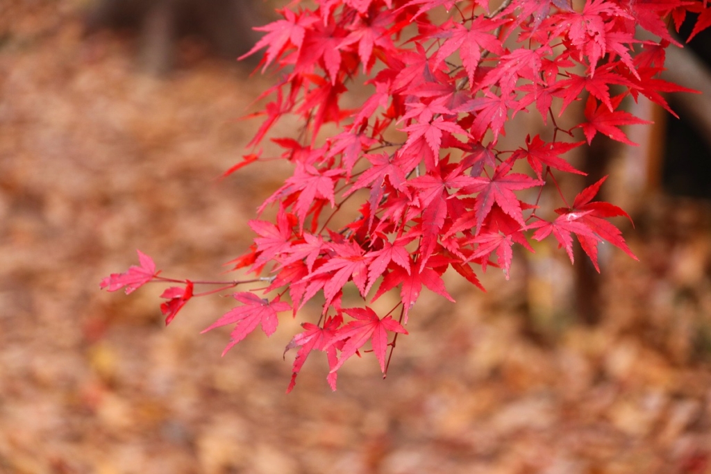 月の石もみじ公園紅葉の画像