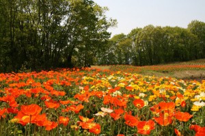 秩父ミューズパーク・花の回廊