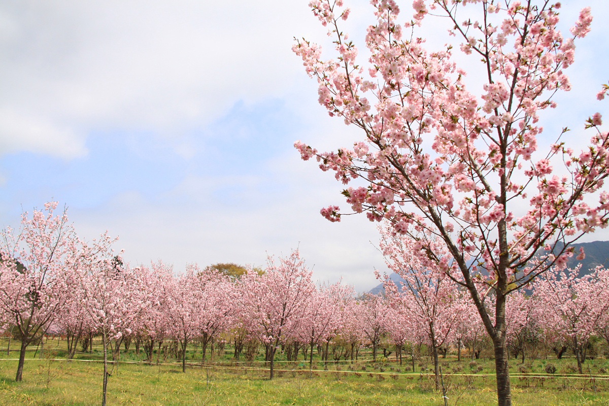 桜