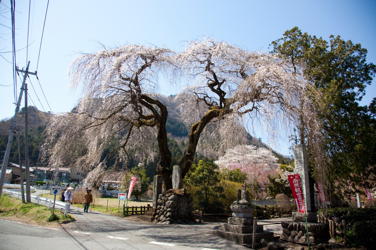 法善寺のしだれ桜