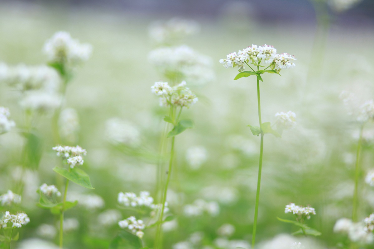 そばの花