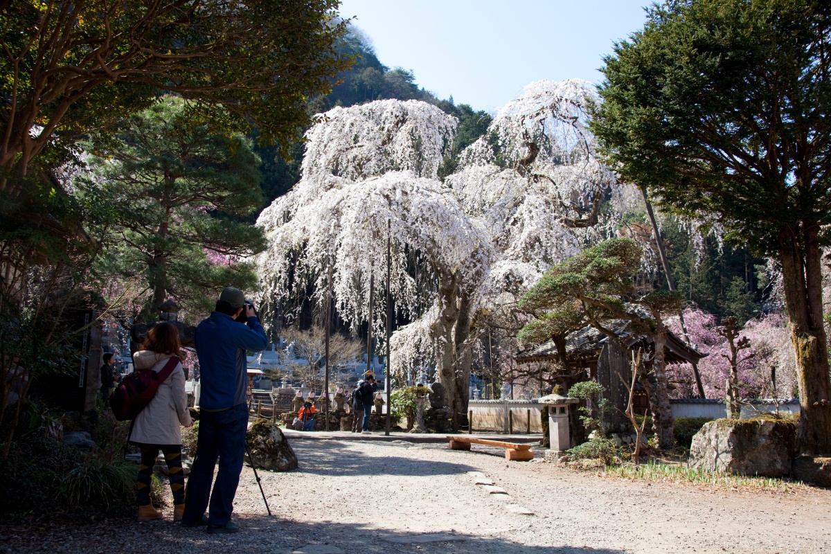 清雲寺のしだれ桜