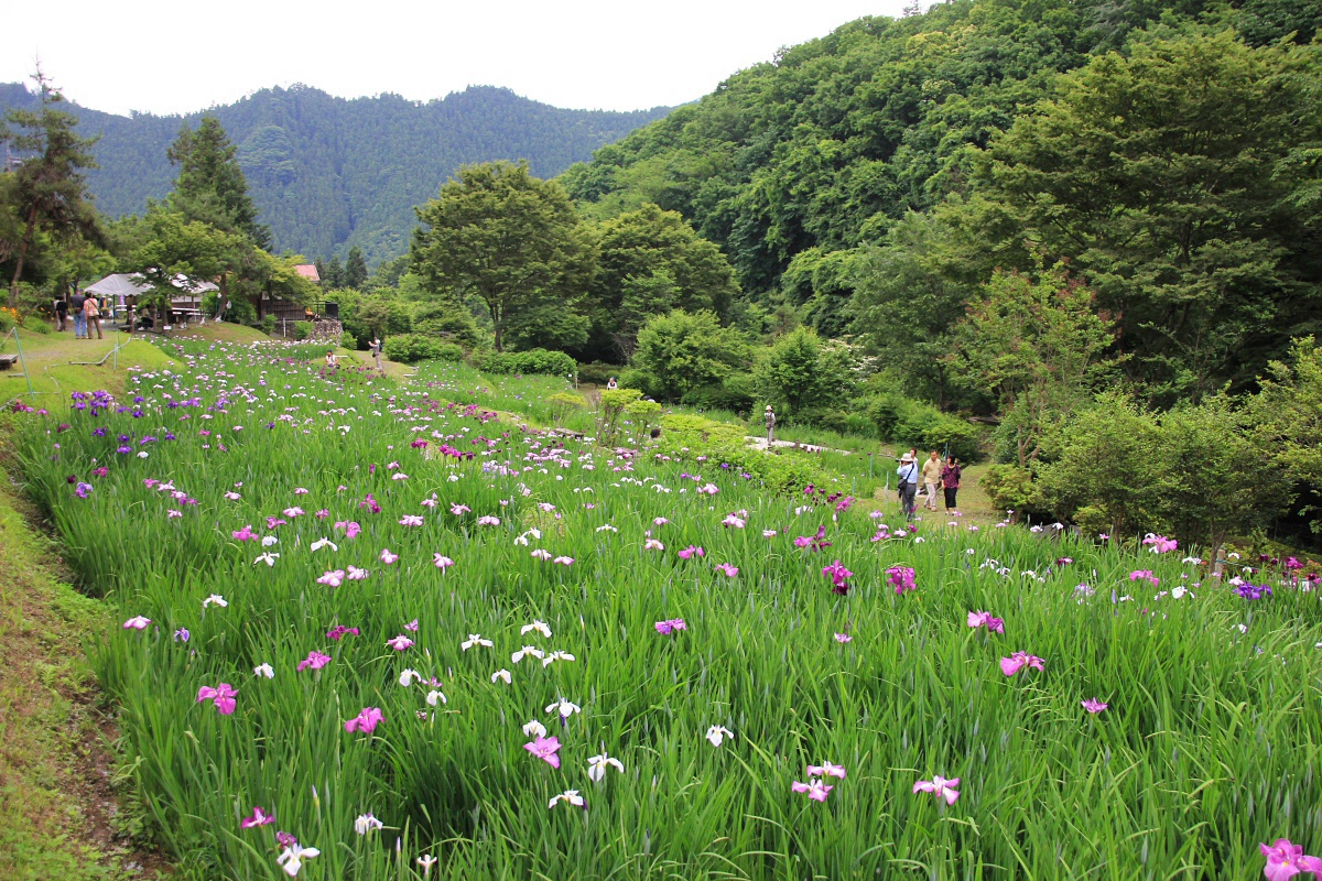 花しょうぶ園
