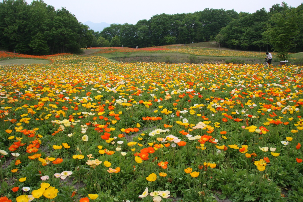 ミューズパーク花の回廊