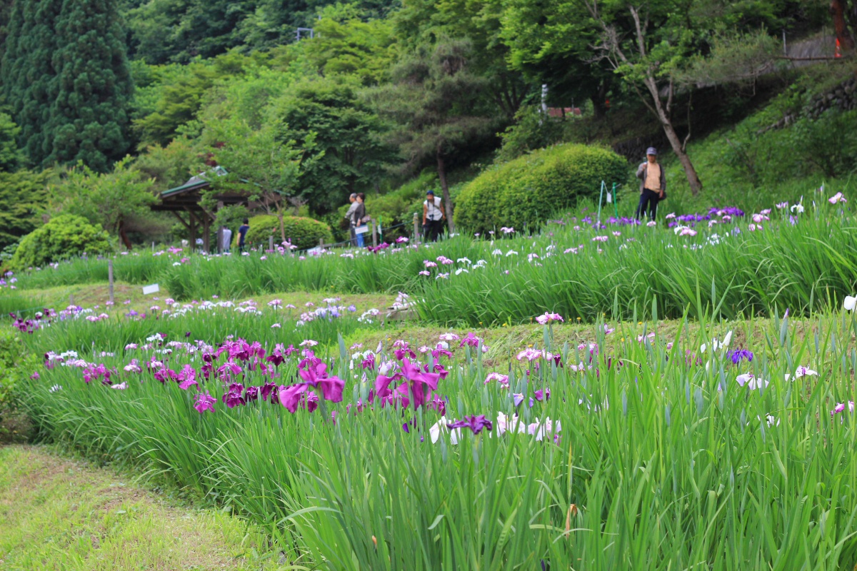 花しょうぶ園