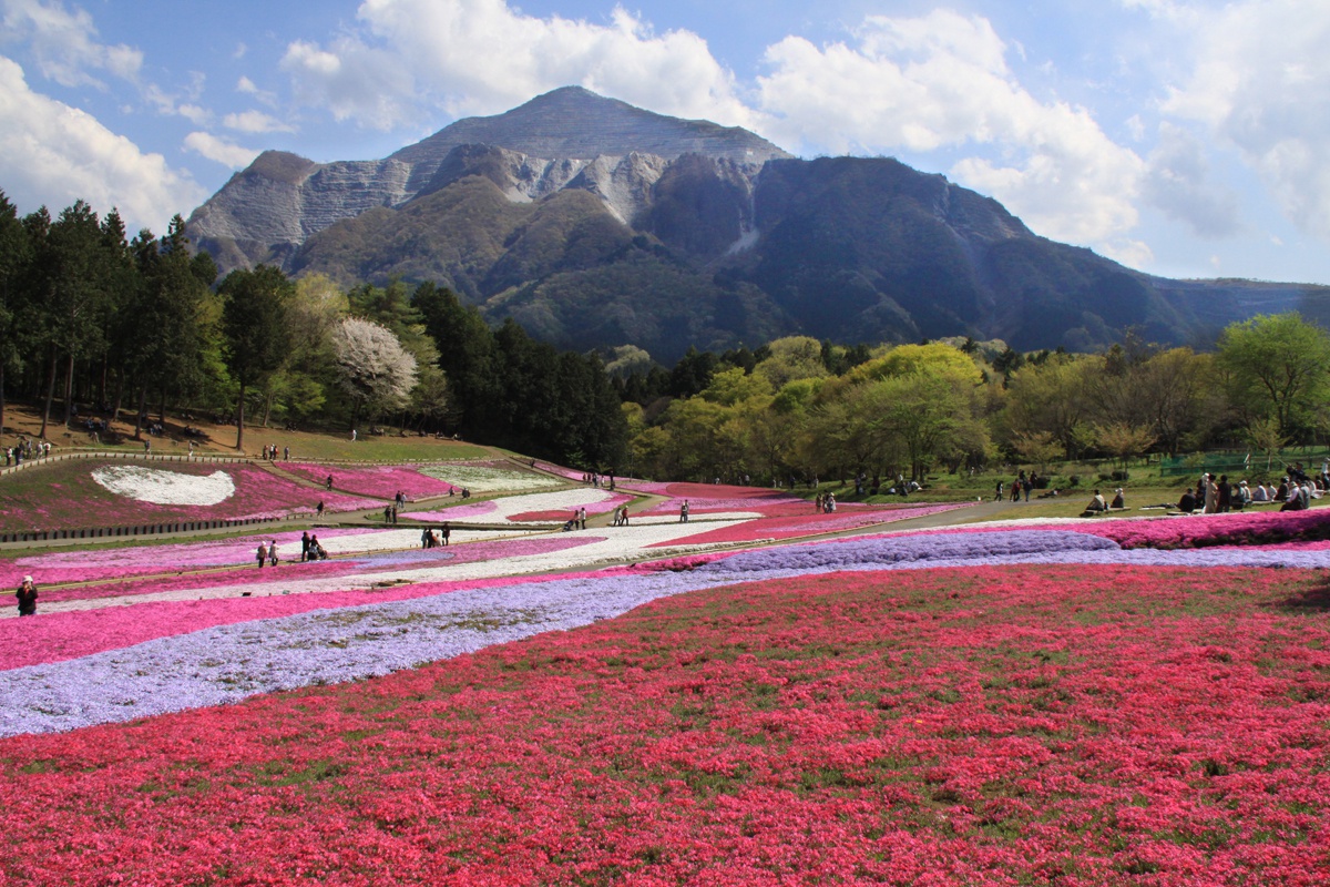 芝桜の丘